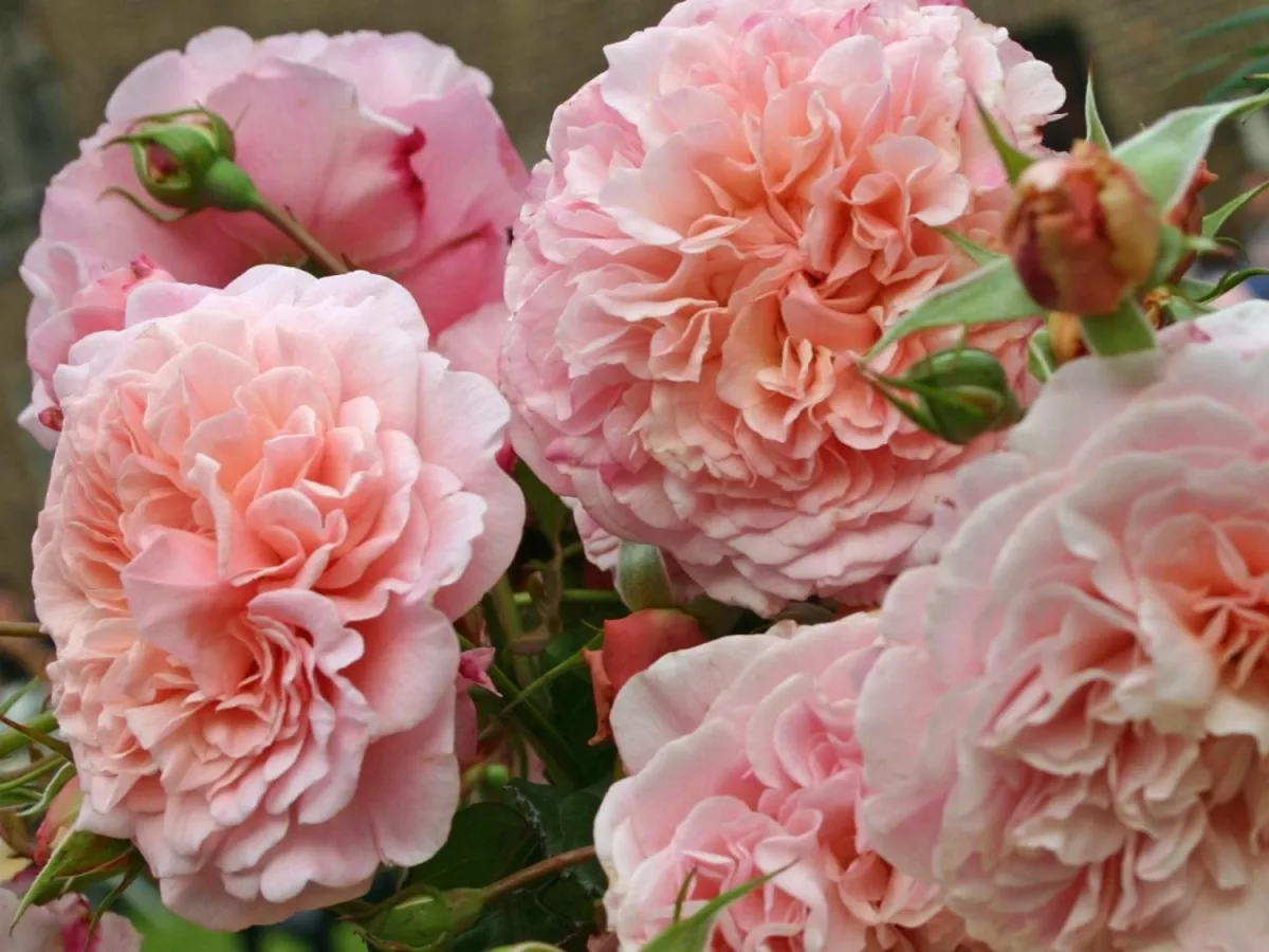 Rose de Tolbiac / Foto: Zahradníctvo Spomyšl