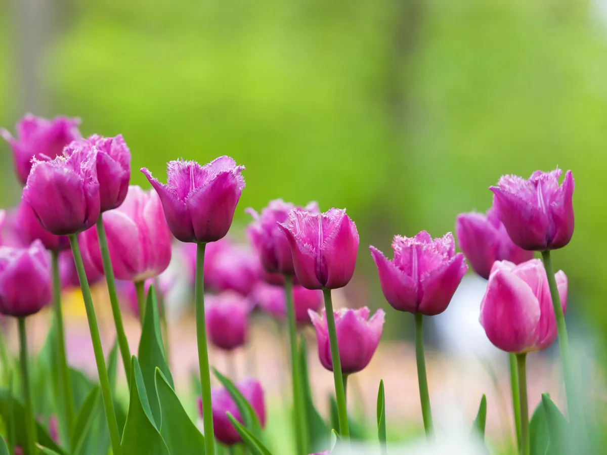 Tulipány / Foto: Depositphotos