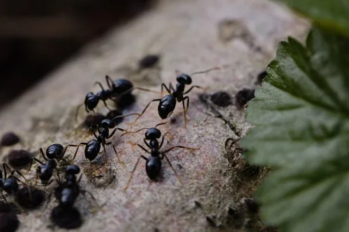 Ako sa zbaviť mravcov na ovocných stromoch bez lepiacich pásov