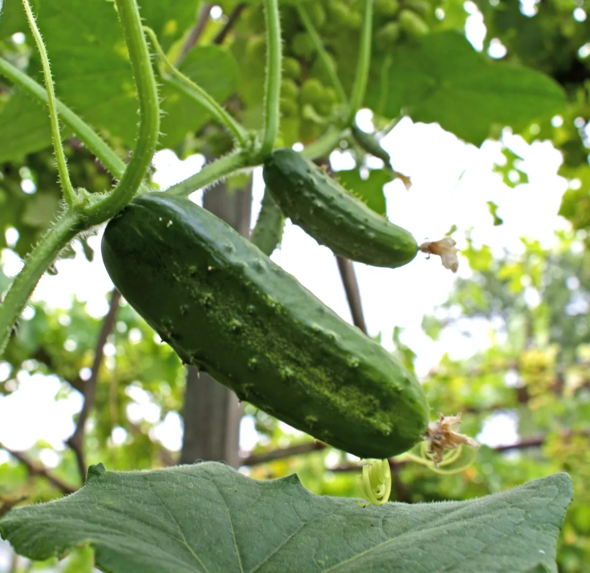 Cultivo de pepinos / Foto: Depositphotos