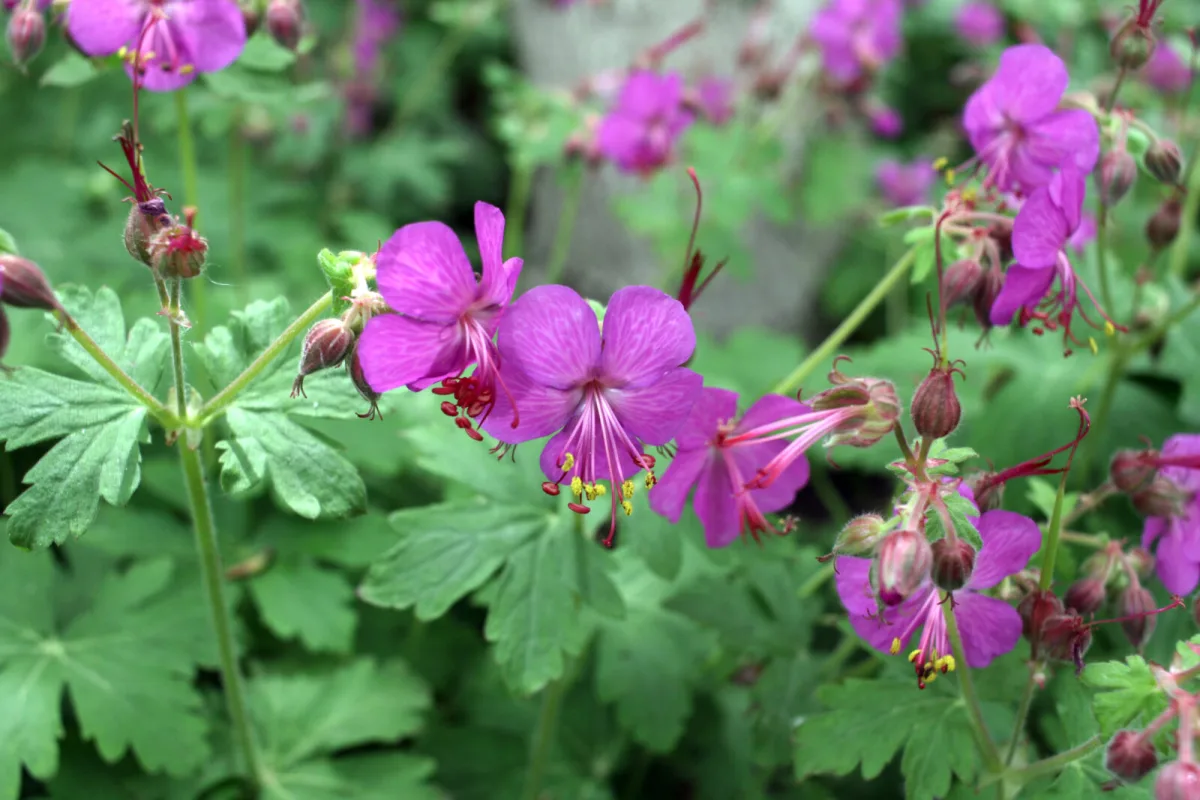 Geranium macrorrhizum / Foto: Depositphotos