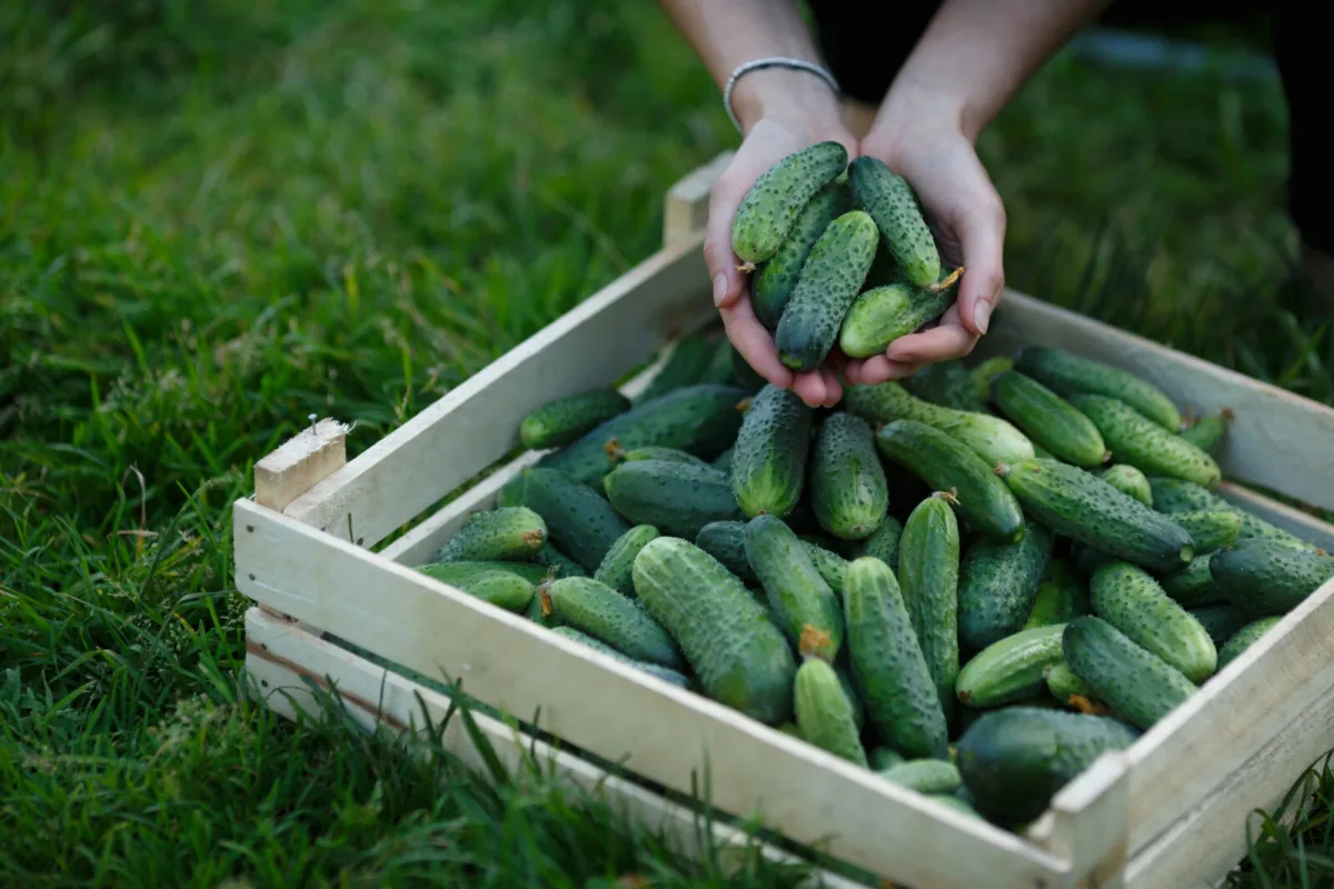 Pasos probados para aumentar mucho la cosecha de pepinos cada año sin químicos