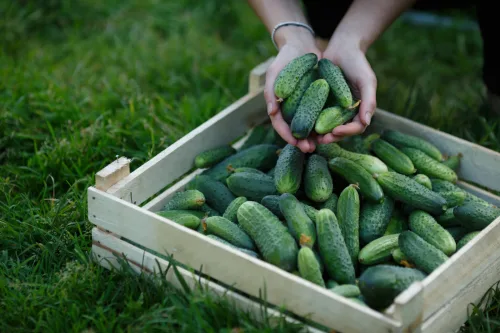 Pasos probados para aumentar mucho la cosecha de pepinos cada año sin químicos