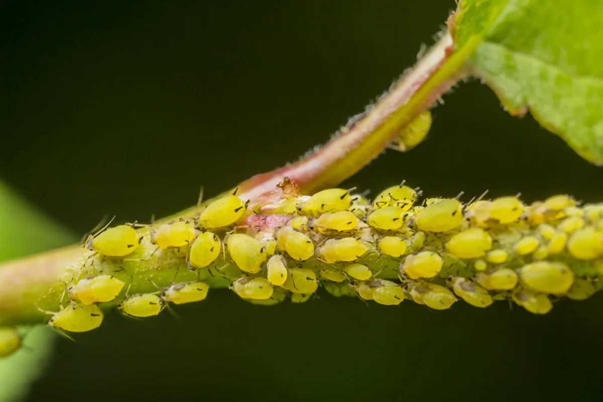 Aphids / Photo: Depositphotos