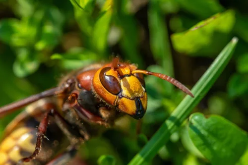 Gardeners Warn That Some Plants Can Attract Hornets Close to the House