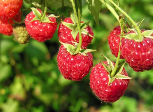 Chcete viac malín, stačí jeden šálok ku koreňom a maliníky sa odmenia úrodou