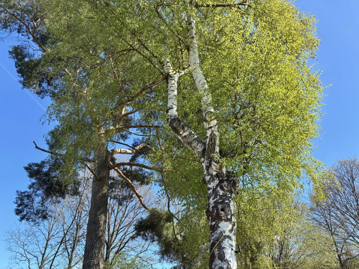 Birch / Photo: Pestrazahrada