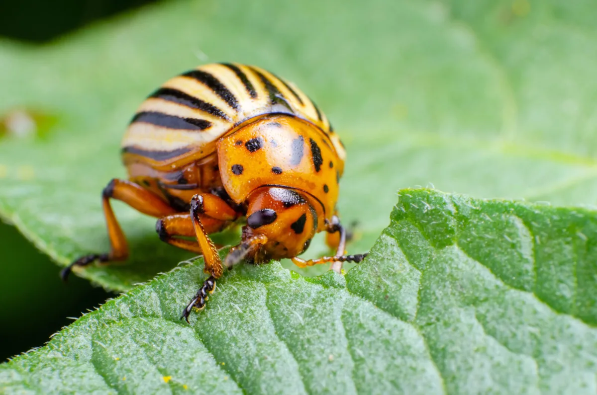 For a Pesticide-Free Harvest, Use Trap Plants for Garden Pests