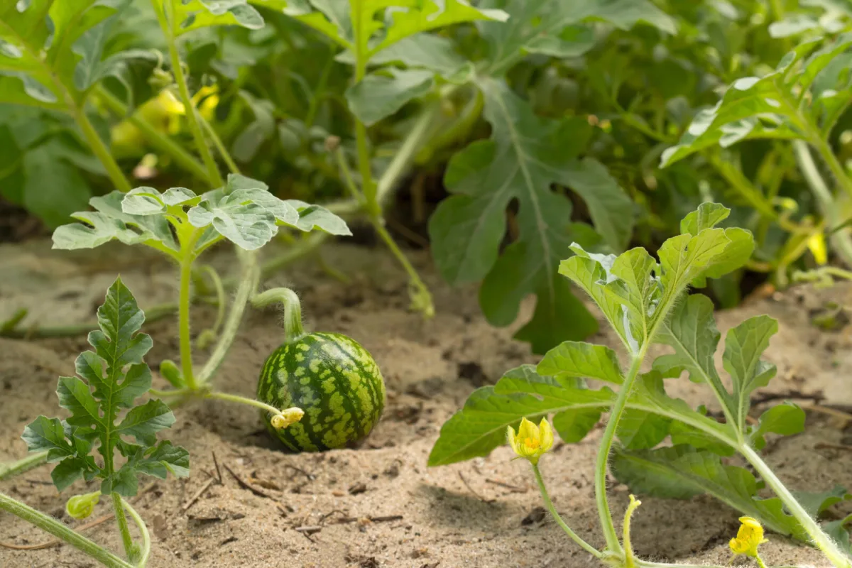 Melón / Foto: Depositphotos