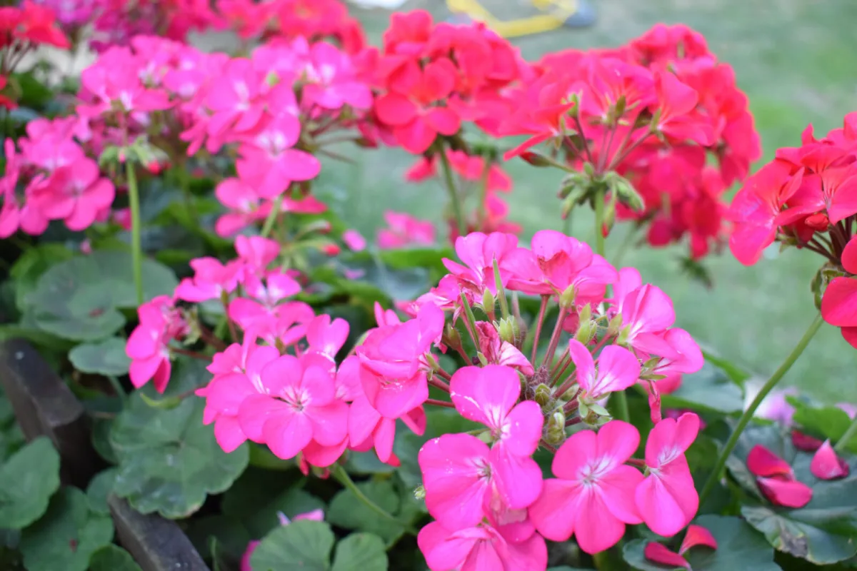 Abundant Geranium Blooming Is No Accident, But the Result of a Few Small Details