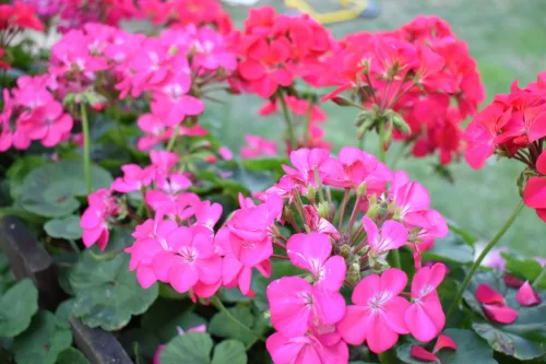 Abundant Geranium Blooming Is No Accident, But the Result of a Few Small Details