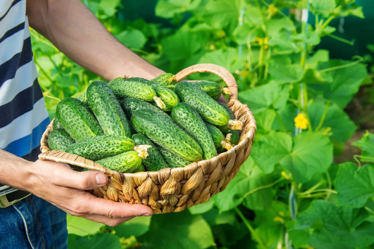 Cucumbers / Photo: Depositphotos