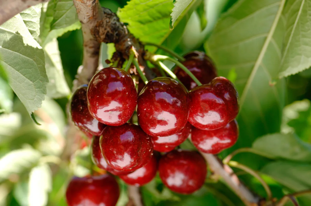 Cerezas / Foto: Depositphotos
