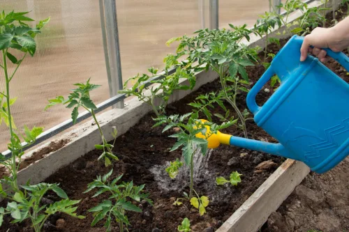 De junio a octubre prueba el riego con bicarbonato y reduce plagas y enfermedades