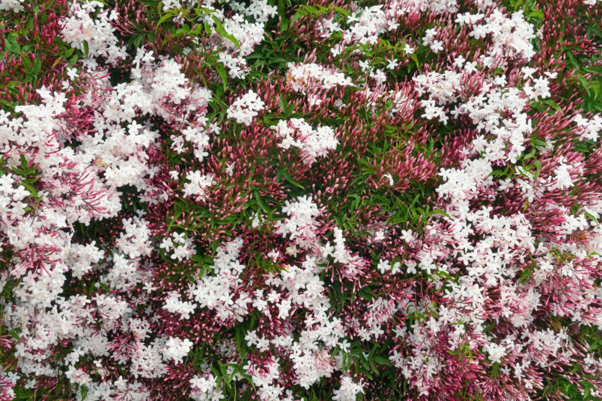 Jasminum polyanthum / Foto: Depositphotos