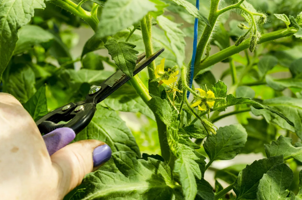 How to Boost Your Tomato Harvest in July with the Right Pruning