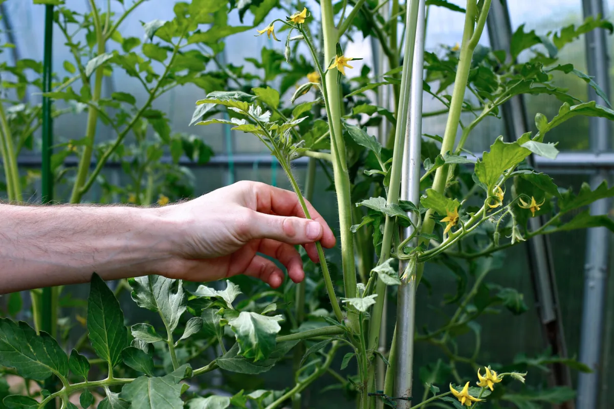 Do You Pinch Out Tomato Suckers in the Evening You May Be Doing More Harm Than Good