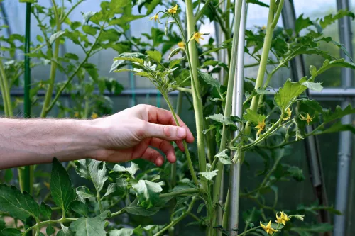 Do You Pinch Out Tomato Suckers in the Evening You May Be Doing More Harm Than Good
