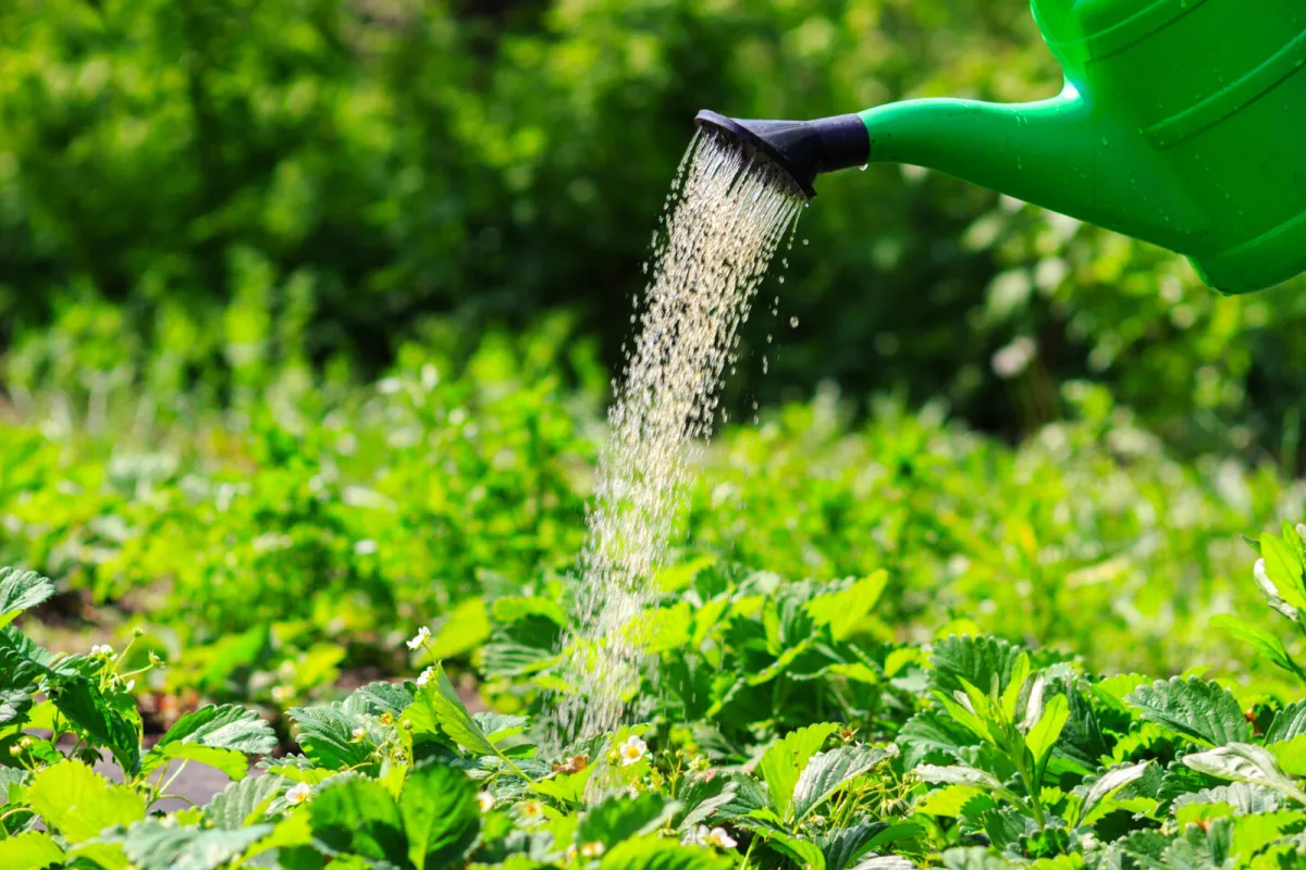 When to Water the Garden in a Heatwave So Plants Can Cope with Extreme Temperatures