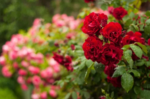 Come curare le rose dopo la prima fioritura per farle rifiorire abbondantemente