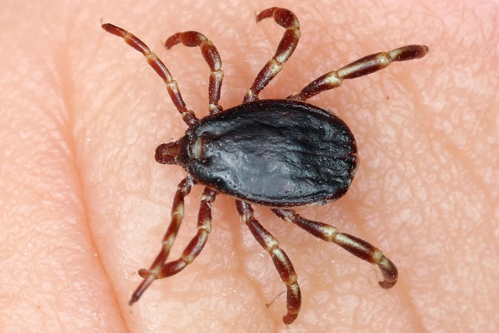 Watch out for a new tick species in the Czech Republic