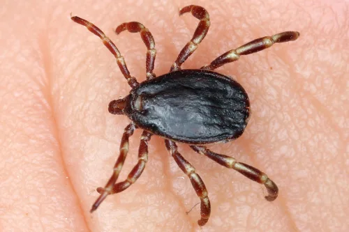Watch out for a new tick species in the Czech Republic