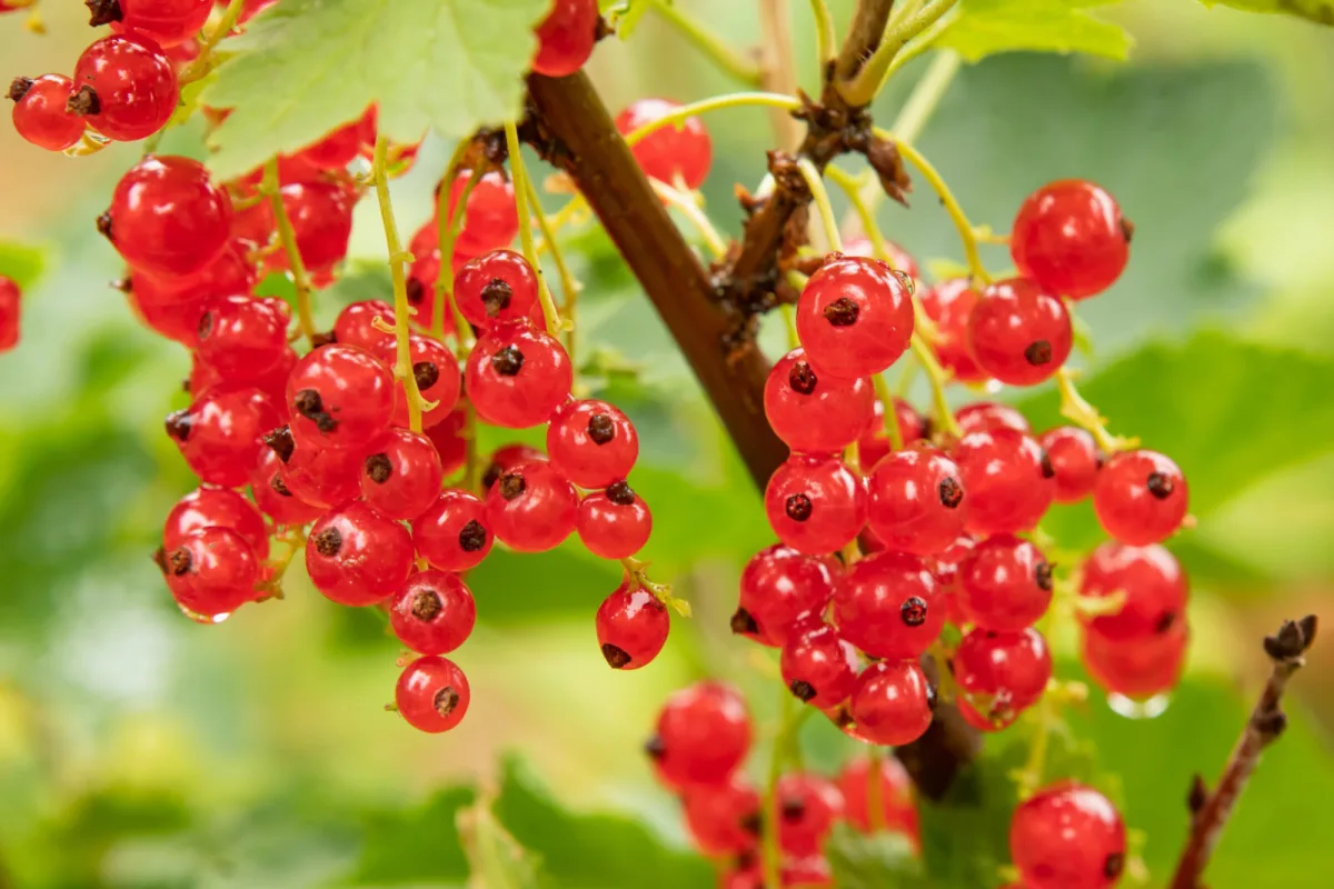 Quieres un grosellero lleno de frutos te decimos cuándo y con qué abonarlo mejor