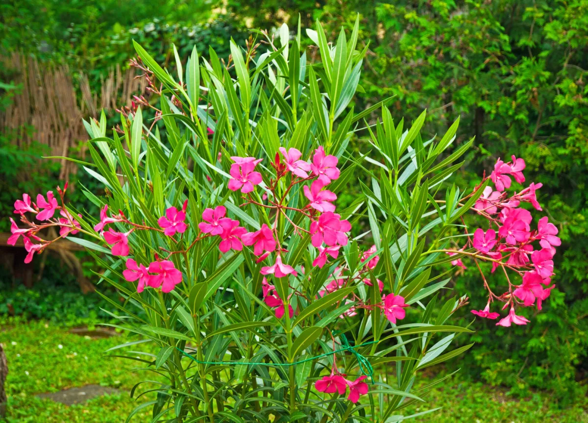 Oleander / Foto: Depositphotos