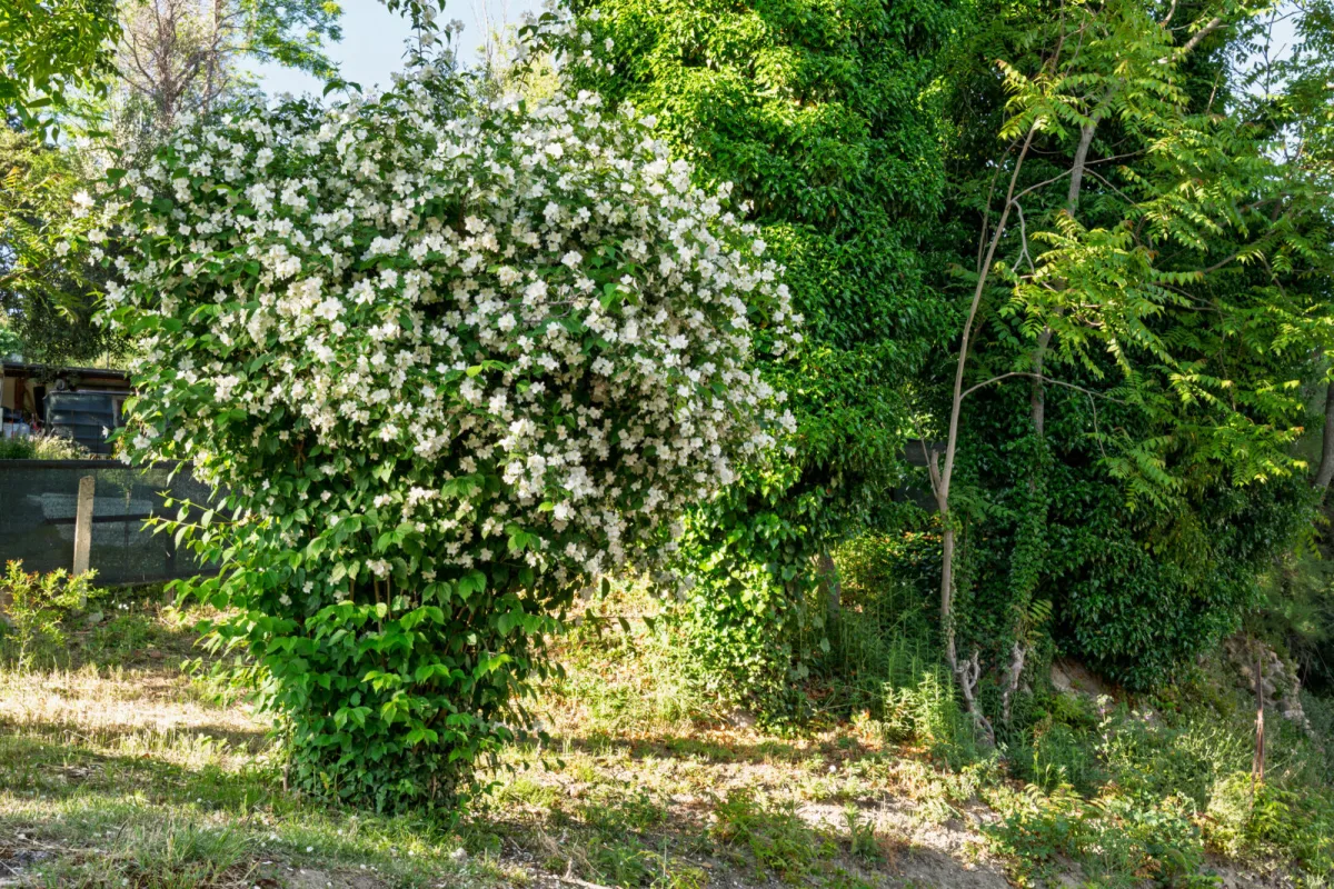 Philadelphus coronarius / Foto: Depositphotos