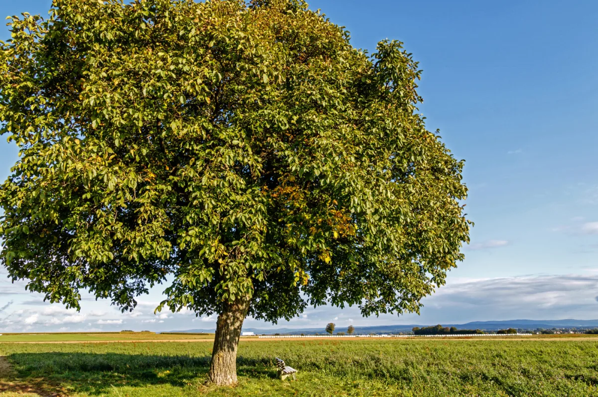 Orech / Foto: Depositphotos