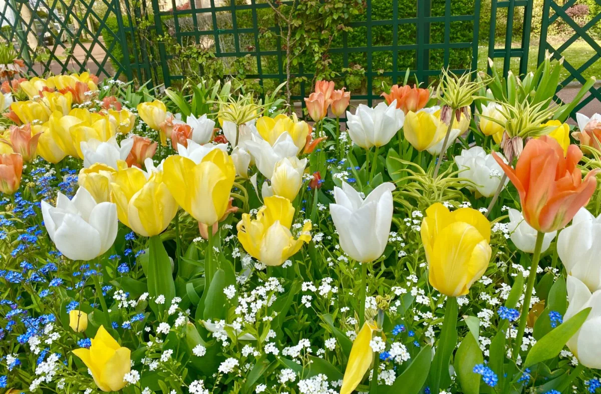 Rozkvitnuté tulipány / Foto: Depositphotos