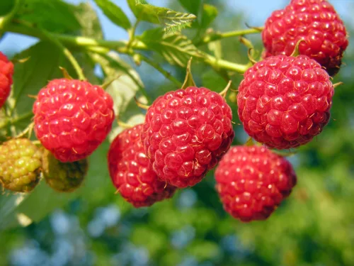 Gli errori più comuni nella coltivazione di lamponi e piccoli frutti in giardino