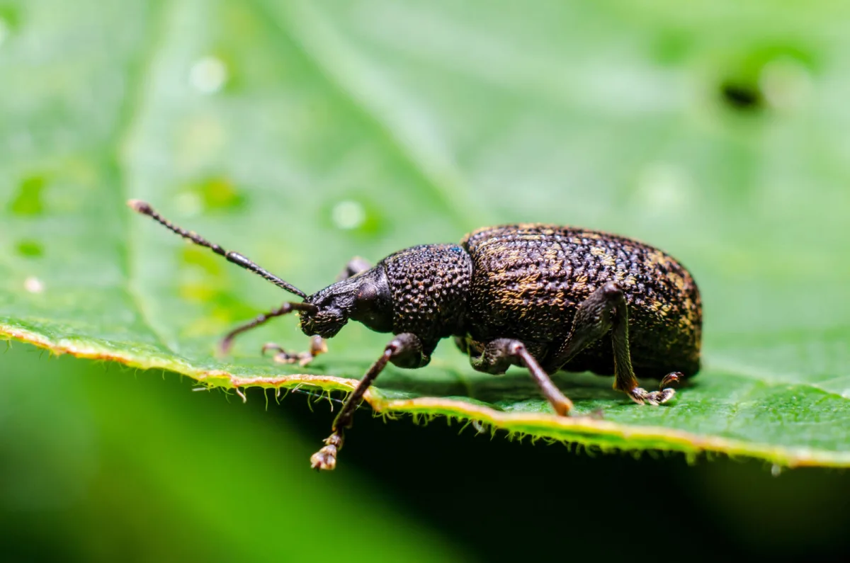 Vine weevil (Otiorhynchus sulcatus) / Photo: Depositphotos