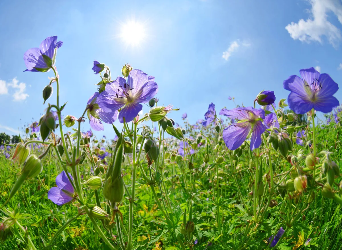 Pakost lúčny (Geranium pratense) / Foto: Depositphotos