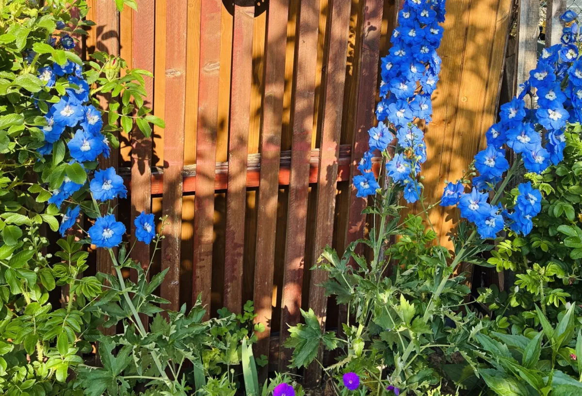 Larkspur (Delphinium elatum) / Photo: Pestrazahrada.cz