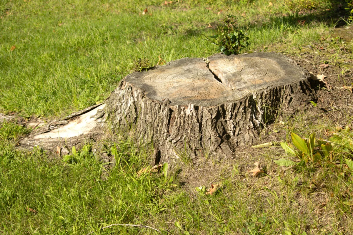 Tree stump / Depositphotos