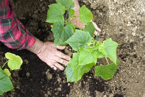 Záhon bez hádok ako sadiť paradajky uhorky a papriku vedľa správnych druhov