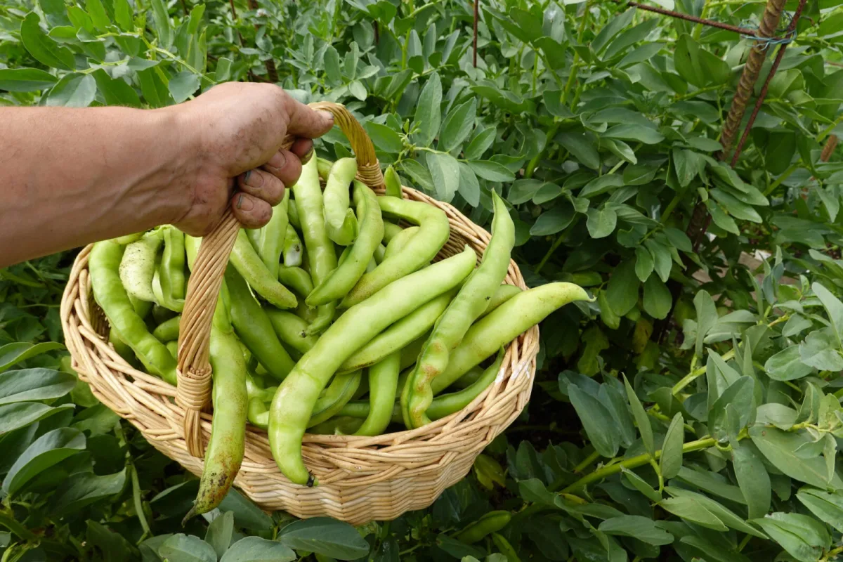 Harvesting runner beans / Photo: Depositphotos