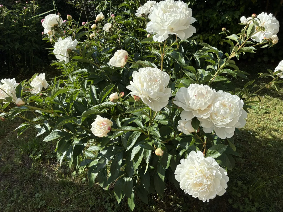 Pivonka (Paeonia) / Foto: Pestrazahrada
