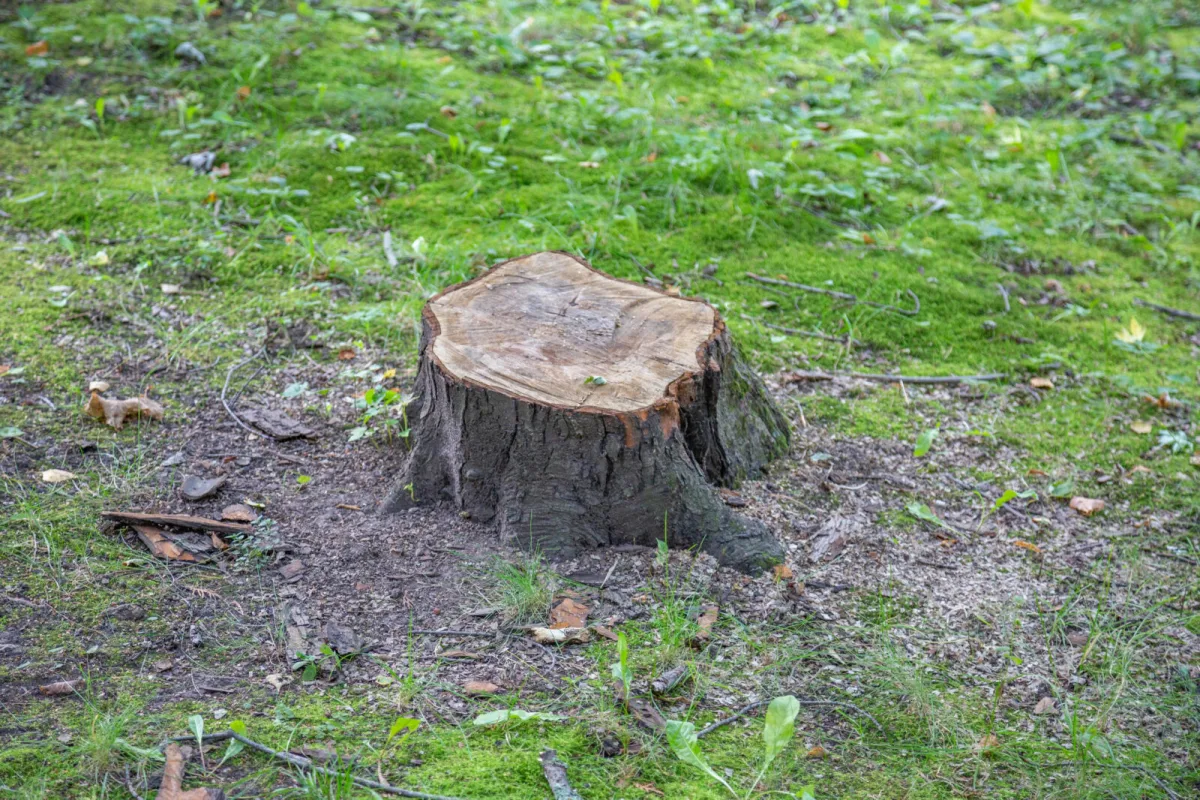 Ako sa zbaviť pňa? / Depositphotos
