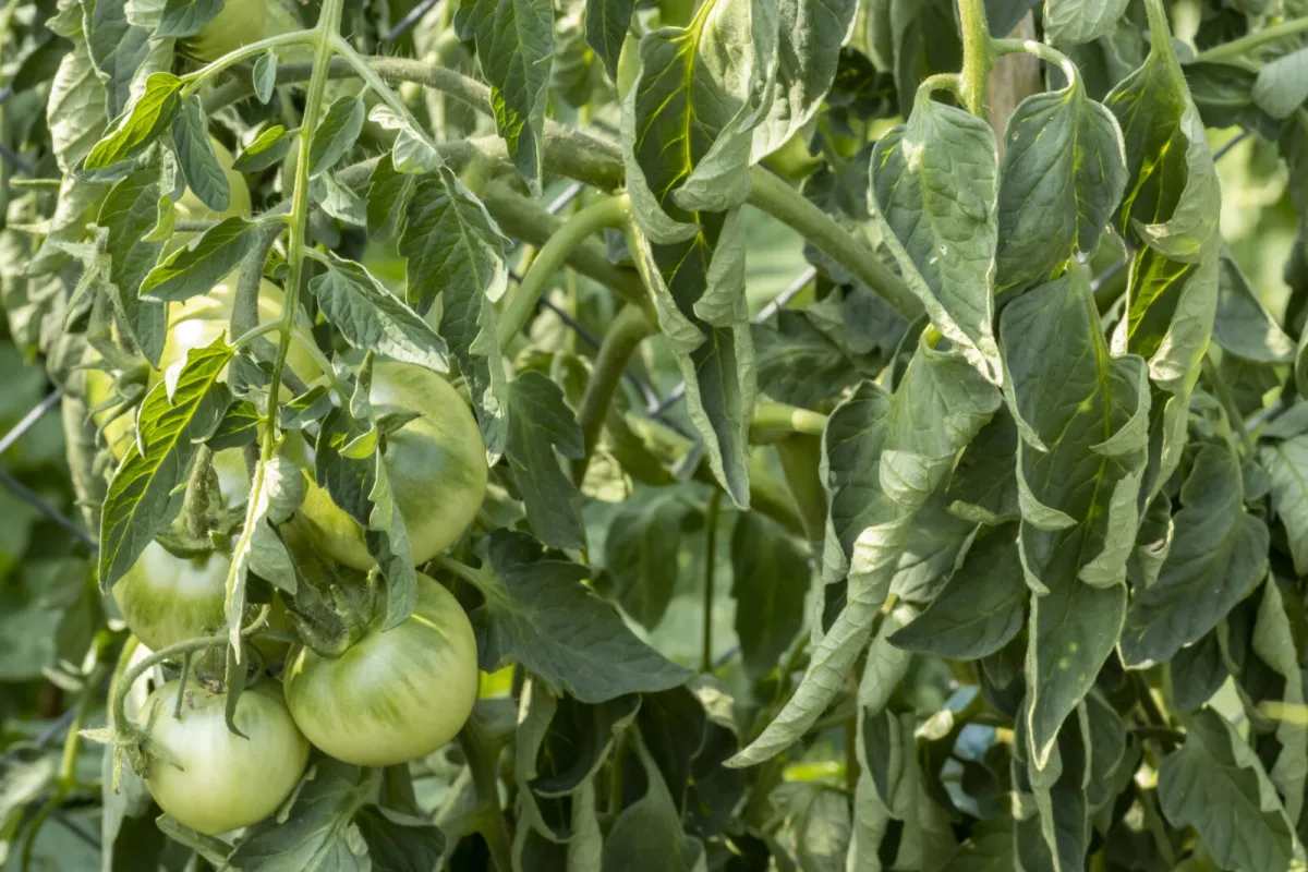 Curled Tomato Leaves Can Alarm Even Seasoned Growers, But the Truth Is Surprisingly Simple