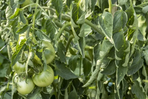 Curled Tomato Leaves Can Alarm Even Seasoned Growers, But the Truth Is Surprisingly Simple