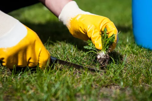 A Perfect Lawn Isn’t Always a Win A Few Weeds Can Benefit Your Garden