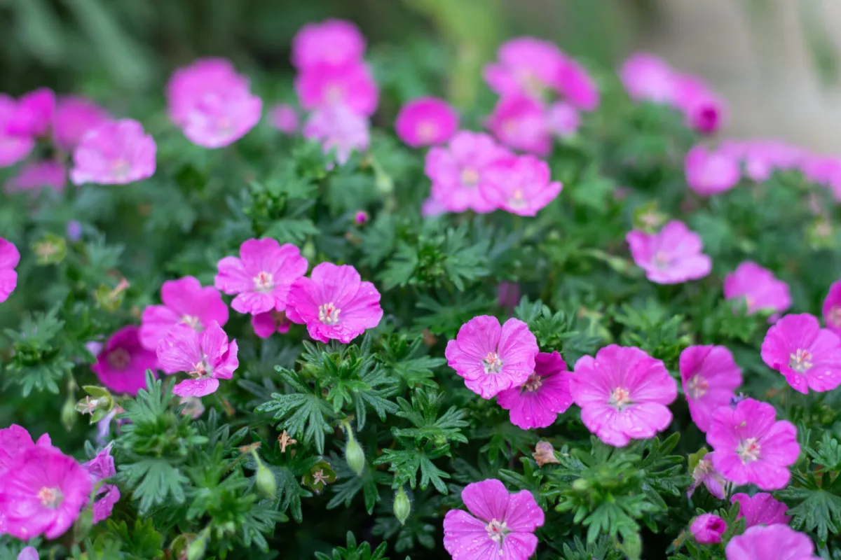 Geranium sanguineum / Foto: Depositphotos