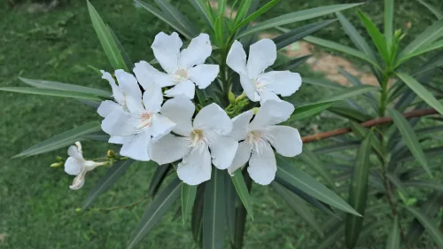 Ako správne strihať oleander pestovaný ako stromček, aby bol hustý, zdravý a bohato kvitol aj v našich podmienkach