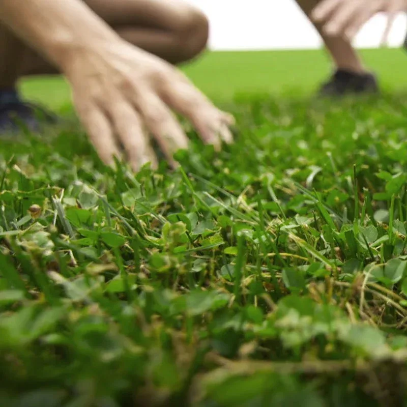 Lawn with microclover / Photo: High Country Gardens