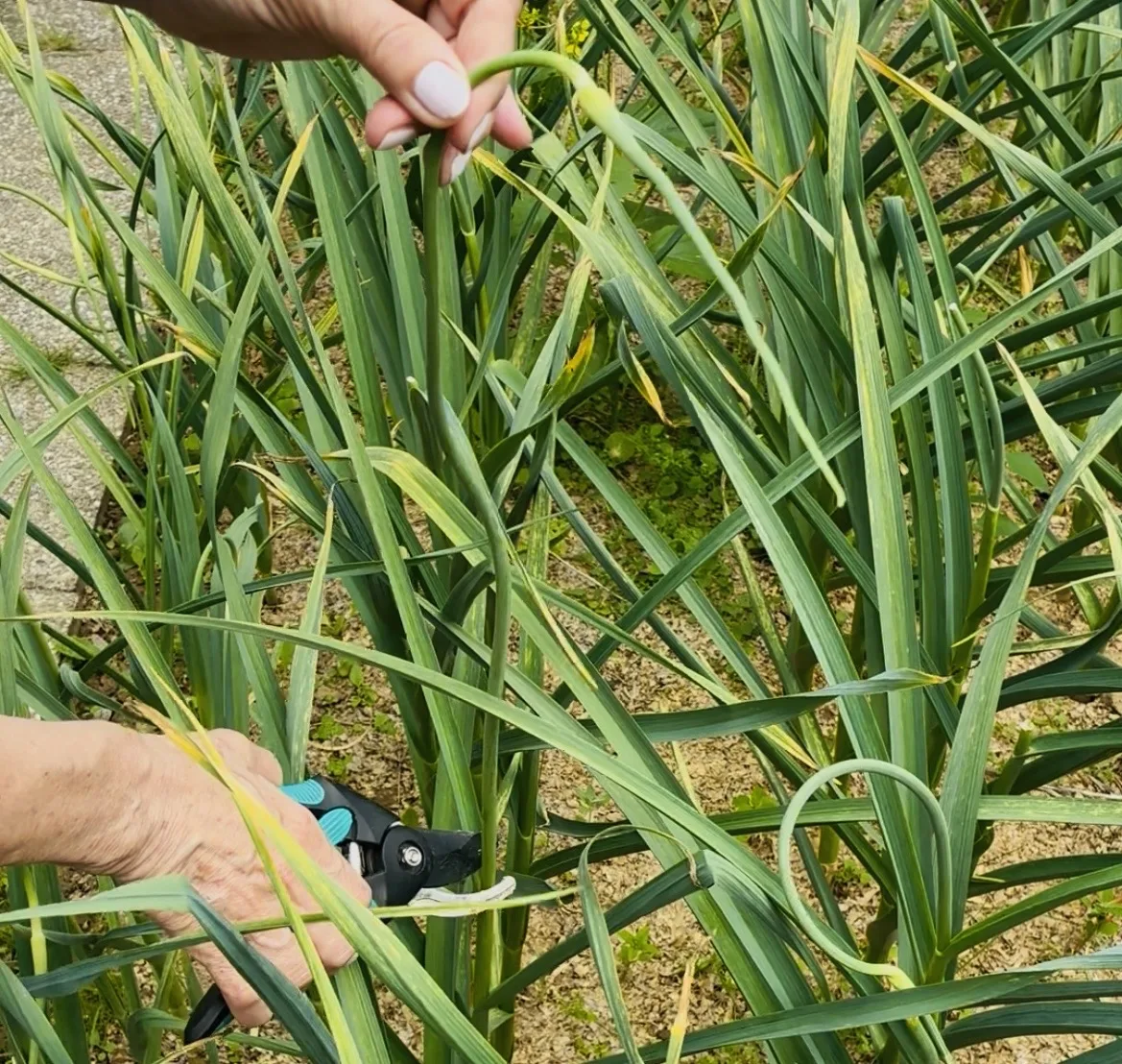 Garlic scape / Photo: Pestrazahrada.cz