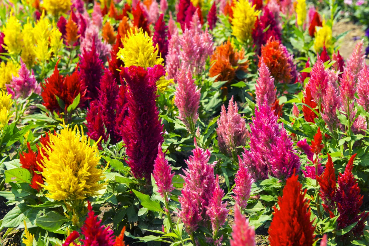 Nevadlec (Celosia Cristata) / Foto: Depositphotos