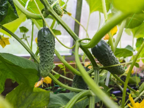 The Turning Point in Growing Cucumbers That Decides a Heavy Harvest