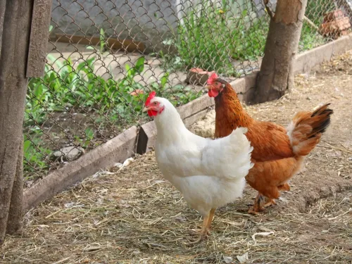Come preparare il pollaio per l’estate perché le galline superino caldo e parassiti